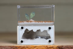 Mini Hearth (BF)(Bone 1045)