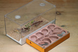 Mini Labyrinth (Terra 6709)