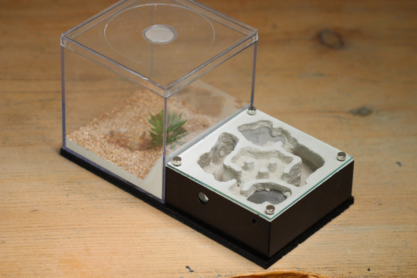 Lair Formicarium (BF)(Black 605)