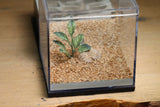 Lair Formicarium (Black 3303)