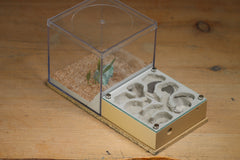 Fallen Fortess Formicarium (Beige 3306)