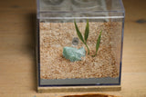 Fallen Fortess Formicarium (Beige 3306)