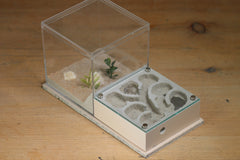 Fallen Fortess Formicarium (Bone 3308)