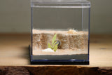 Fallen Fortress Formicarium (Black 3325)