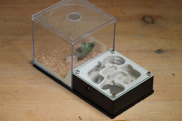 Fallen Fortress Formicarium (Black 3326)(Lair Style)