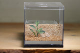 Fallen Fortress Formicarium (Black 3326)(Lair Style)
