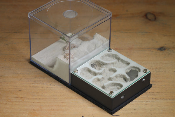 Fallen Fortress Formicarium (Grey 3329)