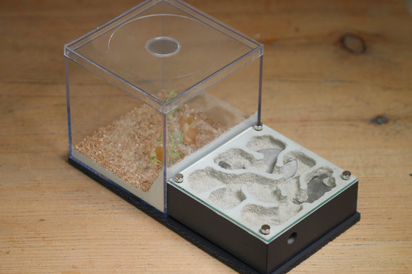 Fallen Fortress Formicarium (Grey 3330)