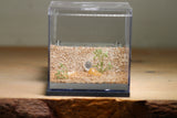 Fallen Fortress Formicarium (Grey 3330)