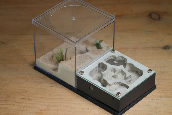 Fallen Fortress Formicarium (Grey 3327)(Lair Style)