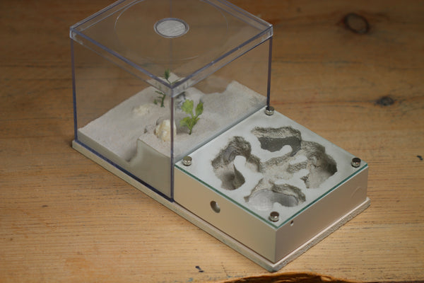 Fallen Fortress Formicarium (Bone 3328)(Lair Style)