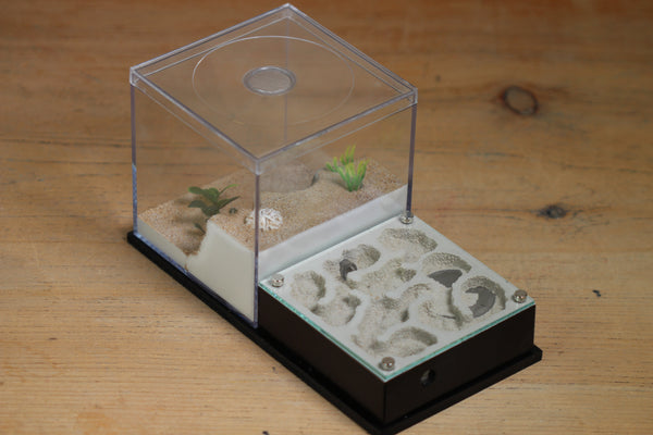 Fallen Fortress Formicarium (Black 3351)(Canyon)
