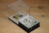 Fallen Fortress Formicarium (Black 3352)