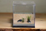 Fallen Fortress Formicarium (Black 3352)