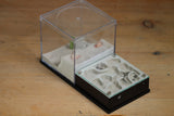 Fallen Fortress Formicarium (Black 3353)(Canyon)