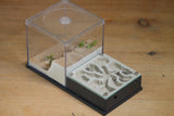 Fallen Fortress Formicarium (Grey 3354)(Canyon)