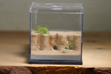 Fallen Fortress Formicarium (Grey 3354)(Canyon)