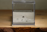 Fallen Fortress Formicarium (Bone 3357)