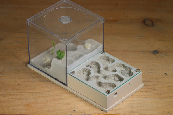 Fallen Fortress Formicarium (Bone 3356)(Canyon)