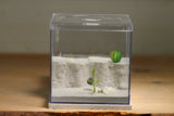 Fallen Fortress Formicarium (Bone 3356)(Canyon)
