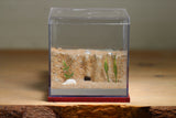 Fallen Fortress Formicarium (Red 3358)(Canyon)