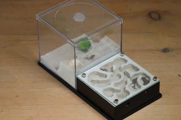 Fallen Fortress Formicarium (Black 3400)(Canyon)