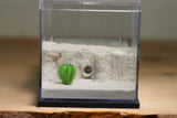 Fallen Fortress Formicarium (Black 3400)(Canyon)