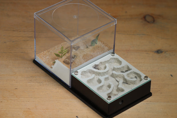 Fallen Fortress Formicarium (Black 3401)(Canyon)