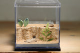 Fallen Fortress Formicarium (Black 3401)(Canyon)