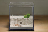 Fallen Fortress Formicarium (Black 3402)(Canyon)