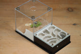 Fallen Fortress Formicarium (Black 3403)(Canyon)(MQ BOX)