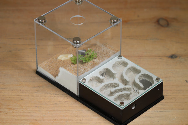 Fallen Fortress Formicarium (Black 3403)(Canyon)(MQ BOX)