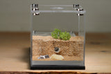 Fallen Fortress Formicarium (Black 3403)(Canyon)(MQ BOX)