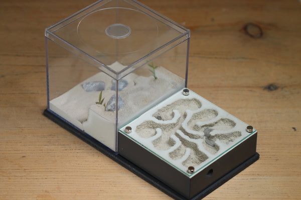 Fallen Fortress Formicarium (Grey 3406)(Canyon)