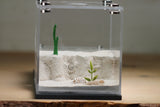 Fallen Fortress Formicarium (Grey 3404)(Canyon)(MQ BOX)
