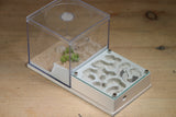Fallen Fortress Formicarium (Bone 3409)(Canyon)