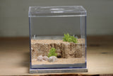 Fallen Fortress Formicarium (Bone 3409)(Canyon)