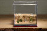 Fallen Fortress Formicarium (Red 3411)(Canyon)