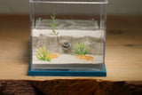Fallen Fortress Formicarium (Aqua Blue 3412)(Canyon)