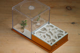 Fallen Fortress Formicarium (Terra 3413)(Canyon)