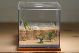 Fallen Fortress Formicarium (Terra 3413)(Canyon)