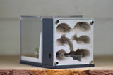 Fortress Formicarium (3081 Grey)