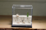 Fallen Fortress Formicarium (Black 3405)(Canyon)