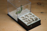 Fallen Fortress Formicarium (Black 3425)(Canyon)