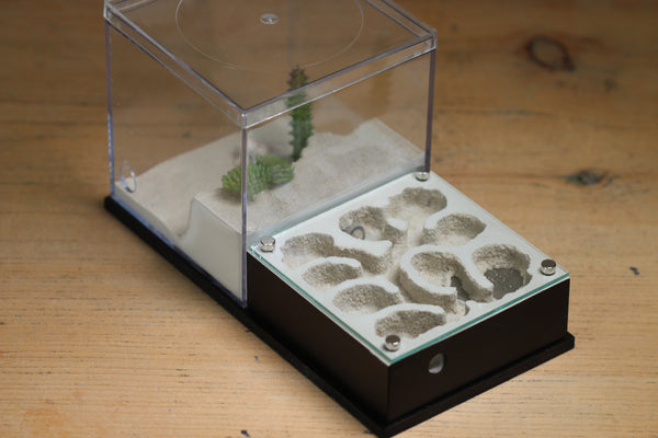 Fallen Fortress Formicarium (Black 3425)(Canyon)
