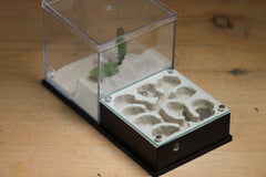 Fallen Fortress Formicarium (Black 3425)(Canyon)