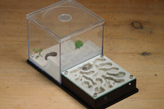 Fallen Fortress Formicarium (Black 3426)(Canyon)