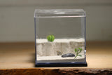 Fallen Fortress Formicarium (Black 3426)(Canyon)
