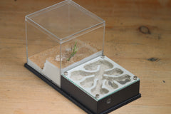 Fallen Fortress Formicarium (Grey 3427)(Canyon)