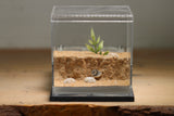 Fallen Fortress Formicarium (Grey 3427)(Canyon)